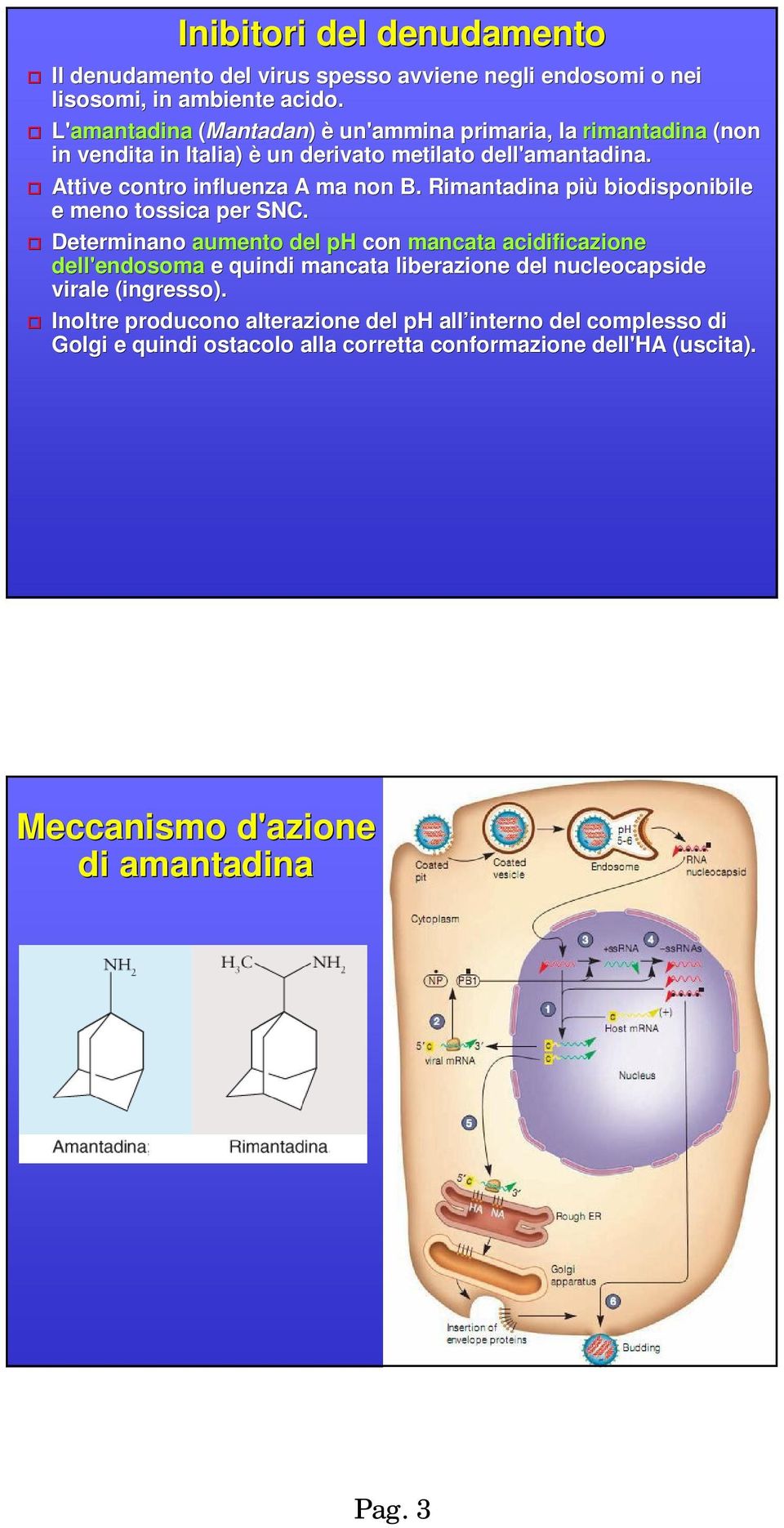 Attive contro influenza A ma non B. Rimantadina più biodisponibile e meno tossica per SNC.