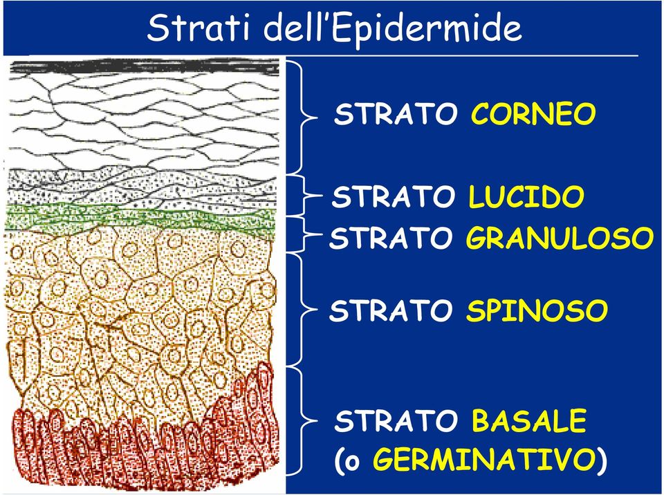 STRATO GRANULOSO STRATO