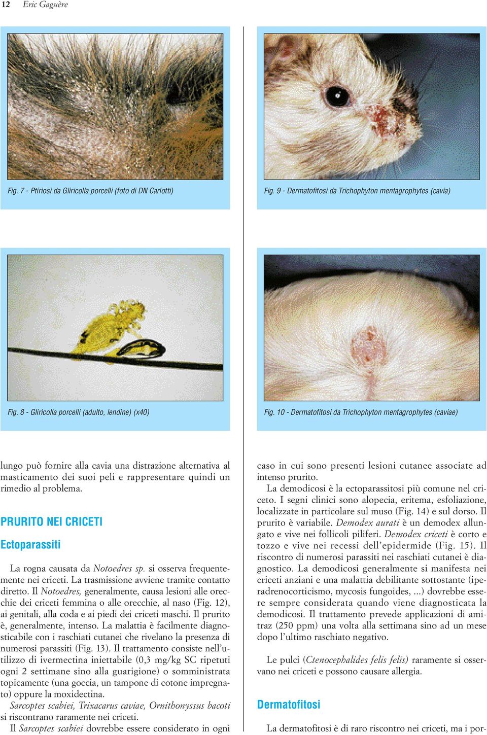 PRURITO NEI CRICETI La rogna causata da Notoedres sp. si osserva frequentemente nei criceti. La trasmissione avviene tramite contatto diretto.