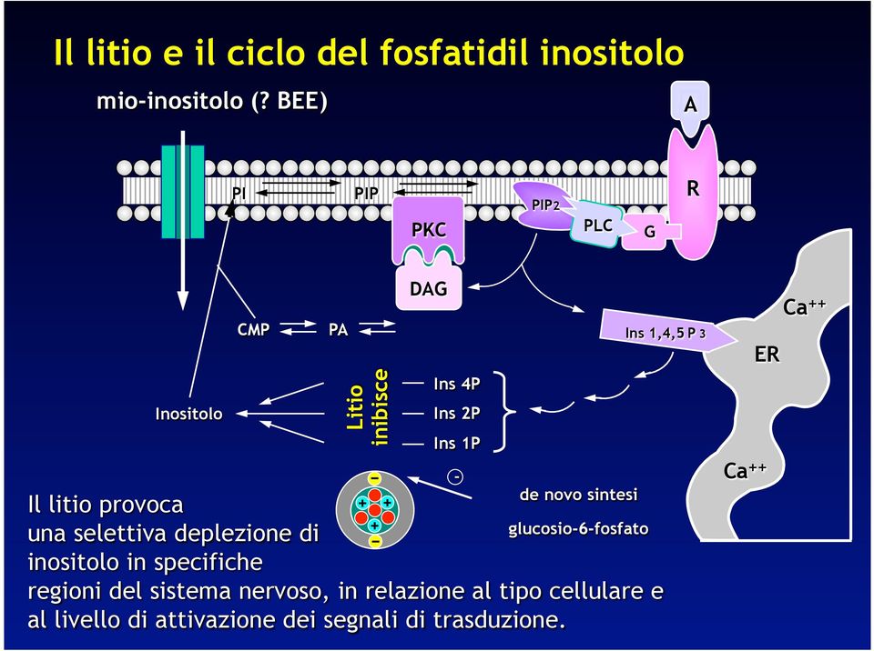 sintesi Il litio provoca una selettiva deplezione di glucosio-6-fosfato inositolo in specifiche