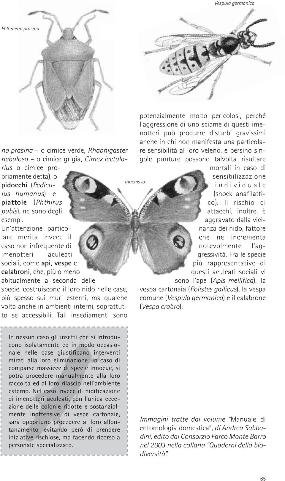 Un attenzione particolare merita invece il caso non infrequente di imenotteri aculeati sociali, come api, vespe e calabroni, che, più o meno abitualmente a seconda delle specie, costruiscono il loro