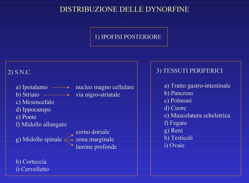 a) Ipotalamo b) Striato c) Mesencefalo d) Ippocampo e) Ponte f) Midollo allungato g) Midollo spinale h)