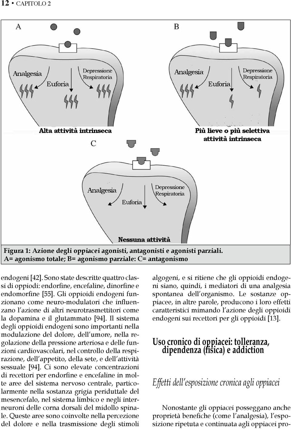 Sono state descritte quattro classi di oppiodi: endorfine, encefaline, dinorfine e endomorfine [55].