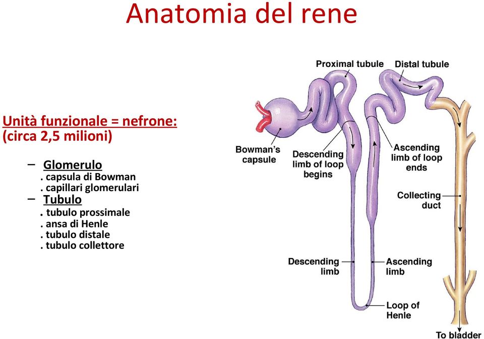 capillari glomerulari Tubulo. tubulo prossimale.