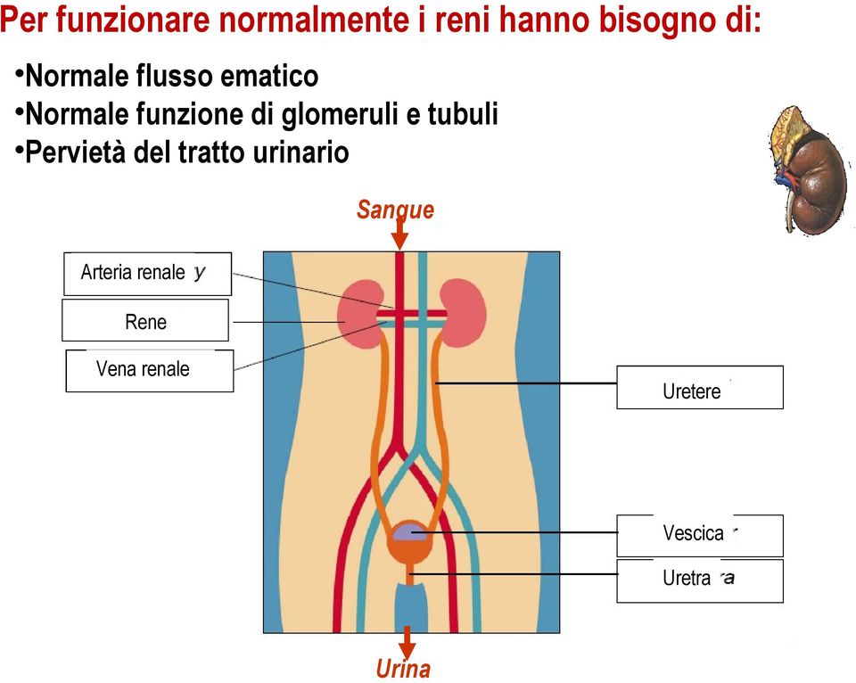 e tubuli Pervietà del tratto urinario Sangue Arteria