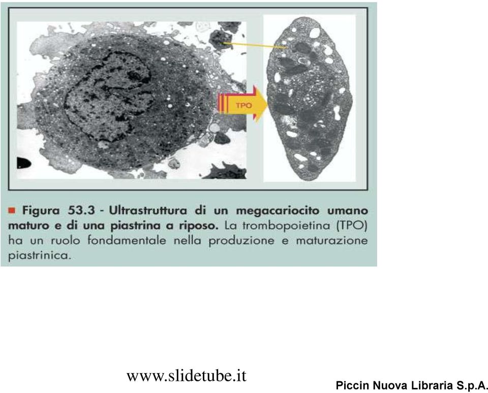 megacariocito umano maturo e