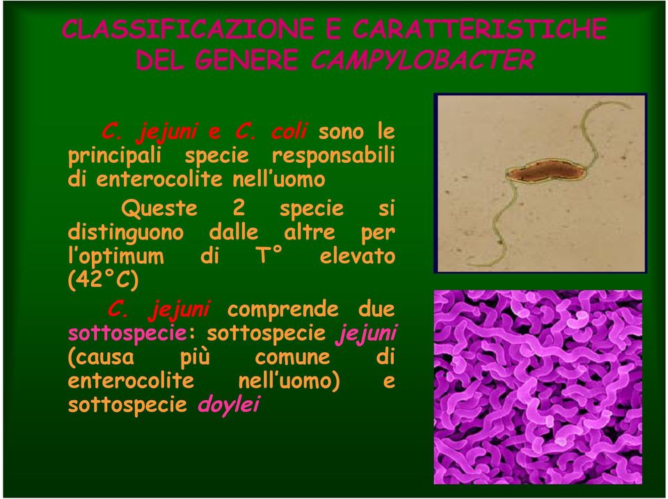 si distinguono dalle altre per l optimum di T elevato (42 C) C.