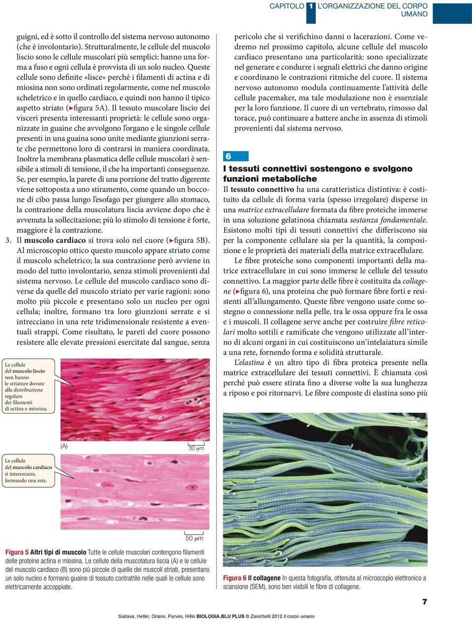 Queste cellule sono definite «lisce» perché i filamenti di actina e di miosina non sono ordinati regolarmente, come nel muscolo scheletrico e in quello cardiaco, e quindi non hanno il tipico aspetto