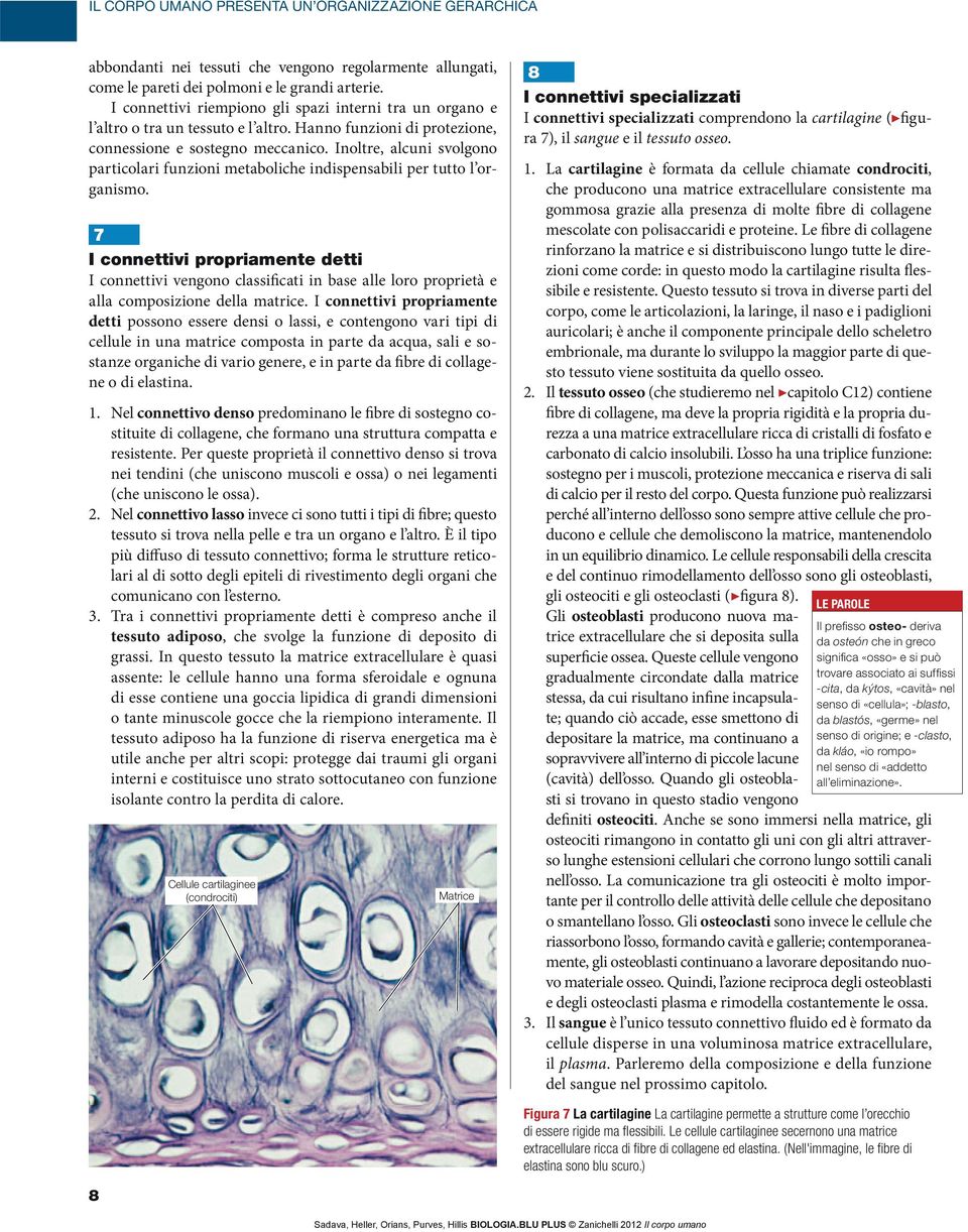 Inoltre, alcuni svolgono particolari funzioni metaboliche indispensabili per tutto l organismo.