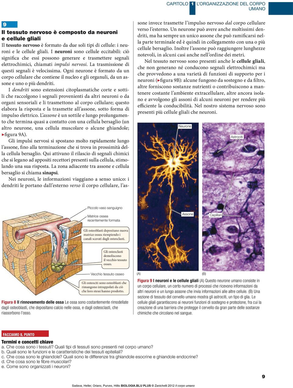 Ogni neurone è formato da un corpo cellulare che contiene il nucleo e gli organuli, da un assone e uno o più dendriti.