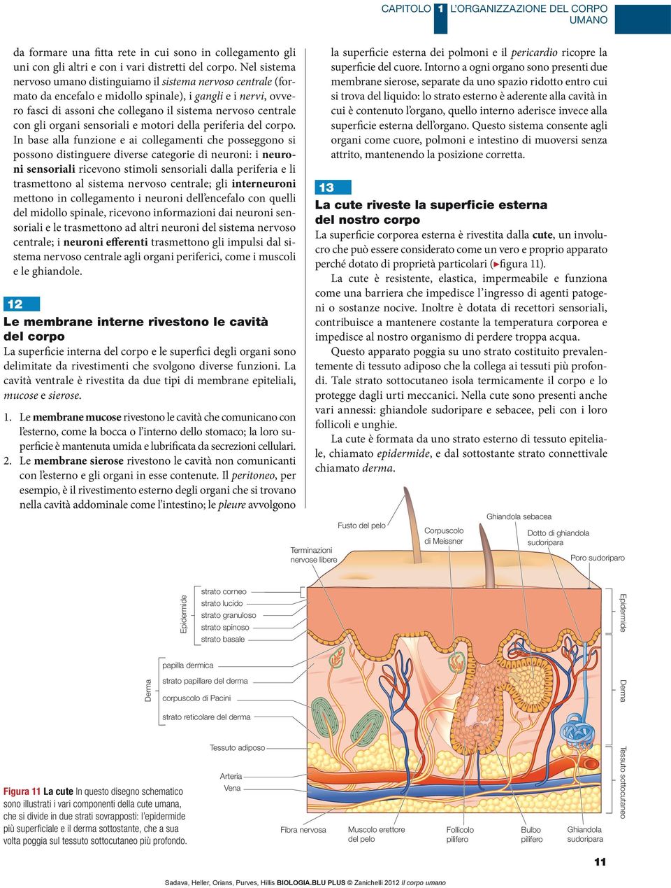 gli organi sensoriali e motori della periferia del corpo.