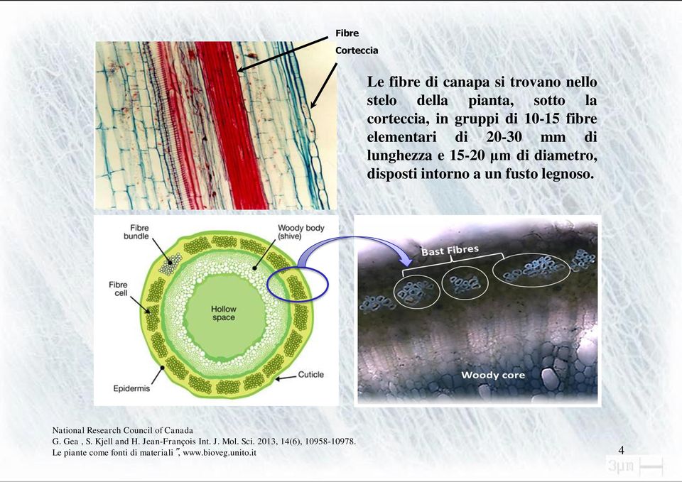 intorno a un fusto legnoso. National Research Council of Canada G. Gea, S. Kjell and H.