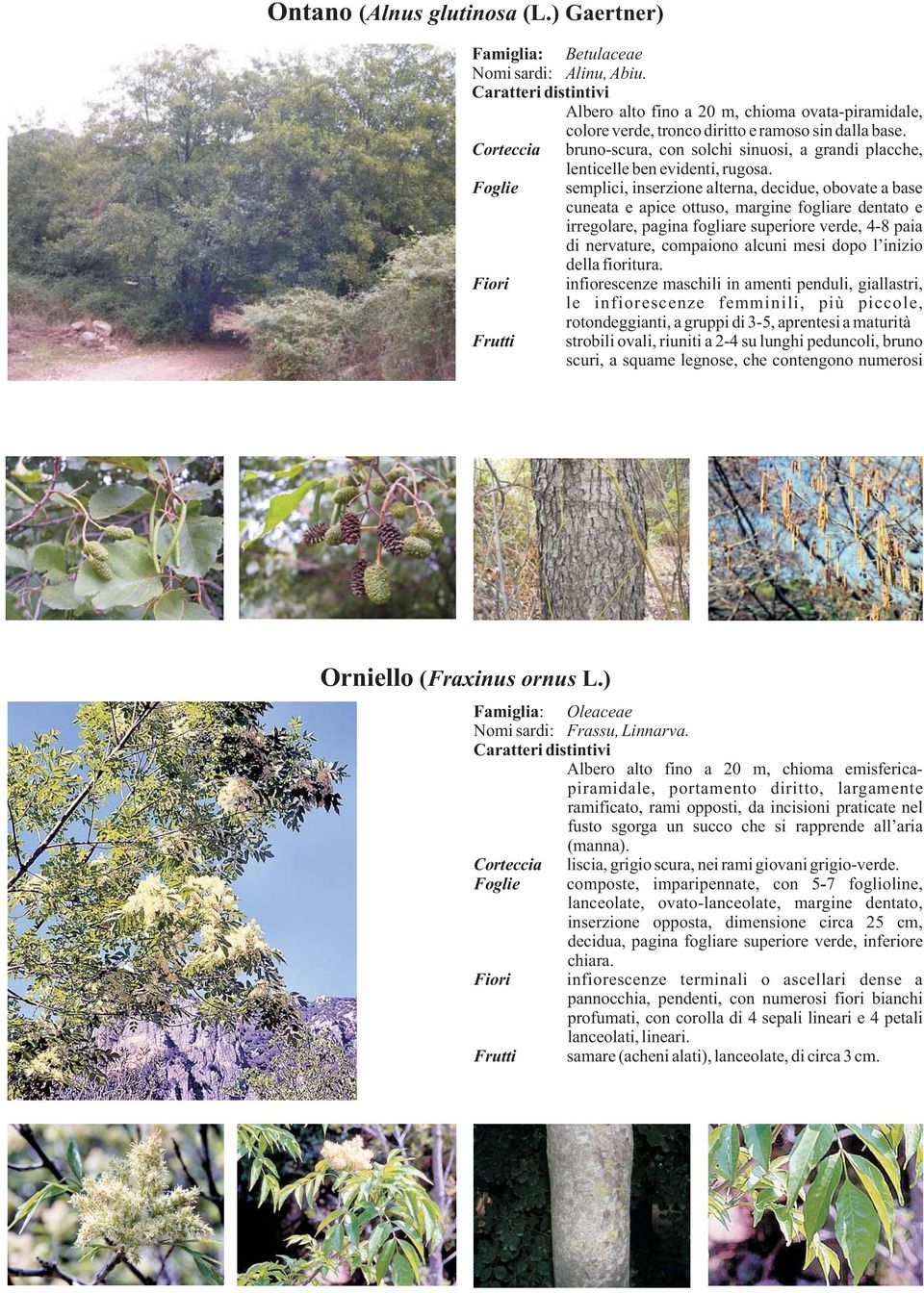 semplici, inserzione alterna, decidue, obovate a base cuneata e apice ottuso, margine fogliare dentato e irregolare, pagina fogliare superiore verde, 4-8 paia di nervature, compaiono alcuni mesi dopo