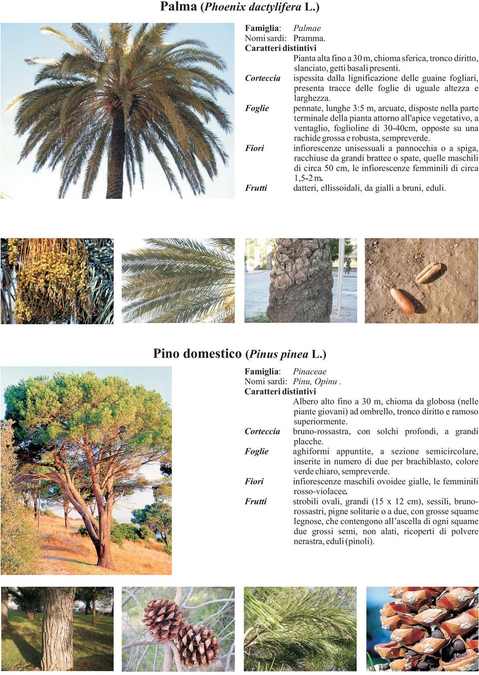 pennate, lunghe 3:5 m, arcuate, disposte nella parte terminale della pianta attorno all'apice vegetativo, a ventaglio, foglioline di 30-40cm, opposte su una rachide grossa e robusta, sempreverde.