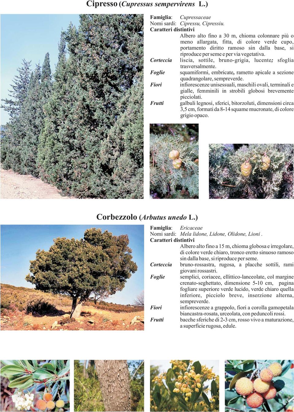 Corteccia liscia, sottile, bruno-grigia, lucente; sfoglia trasversalmente. squamiformi, embricate, rametto apicale a sezione quadrangolare, sempreverde.