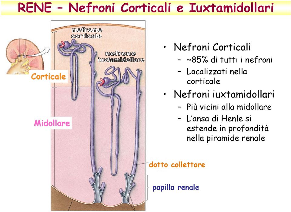 Nefroni iuxtamidollari Più vicini alla midollare L ansa di Henle si