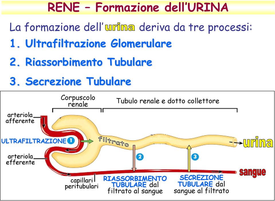 Secrezione Tubulare arteriola afferente Corpuscolo renale Tubulo renale e dotto collettore