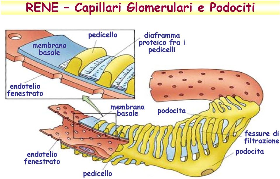 endotelio fenestrato membrana basale podocita