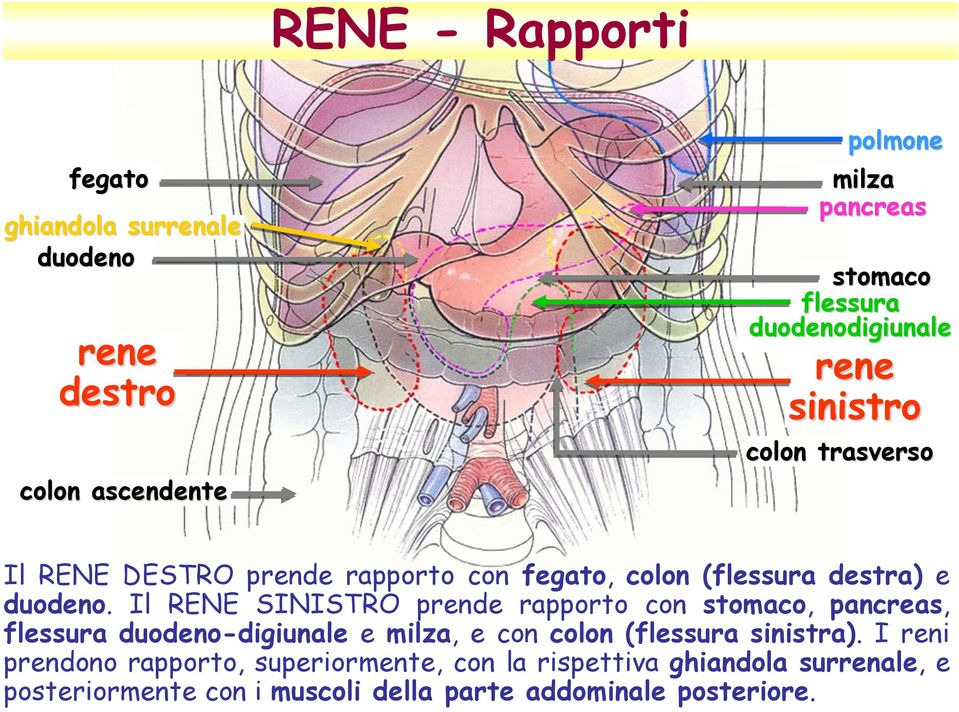 Il RENE SINISTRO prende rapporto con stomaco, pancreas, flessura duodeno-digiunale e milza, e con colon (flessura sinistra).