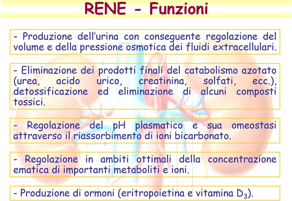 ), detossificazione ed eliminazione di alcuni composti tossici.