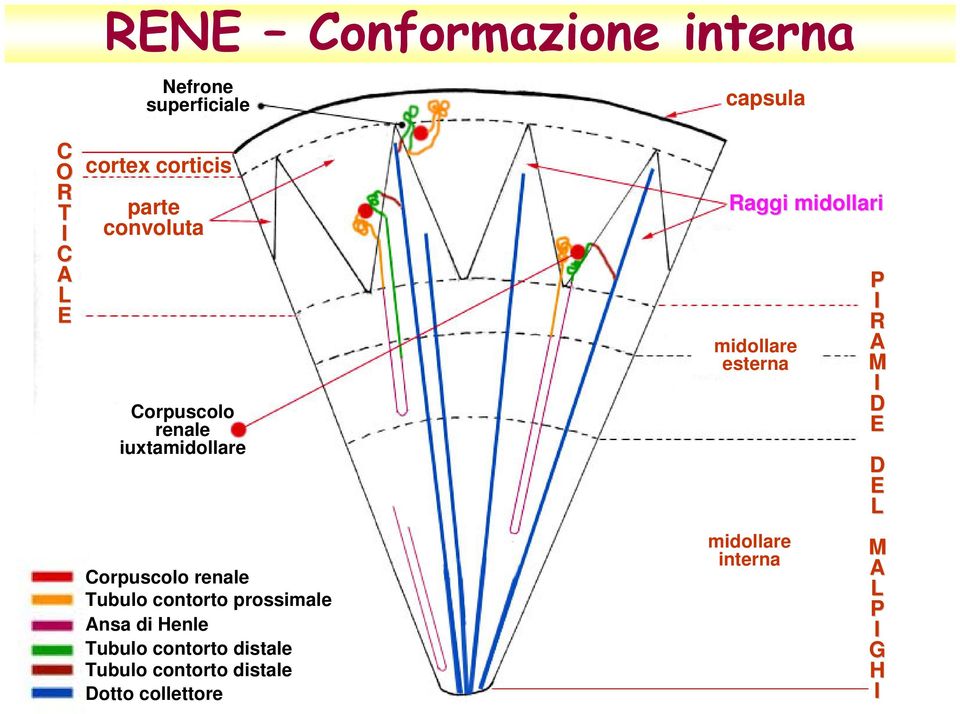 iuxtamidollare D E D E L Corpuscolo renale Tubulo contorto prossimale Ansa di Henle