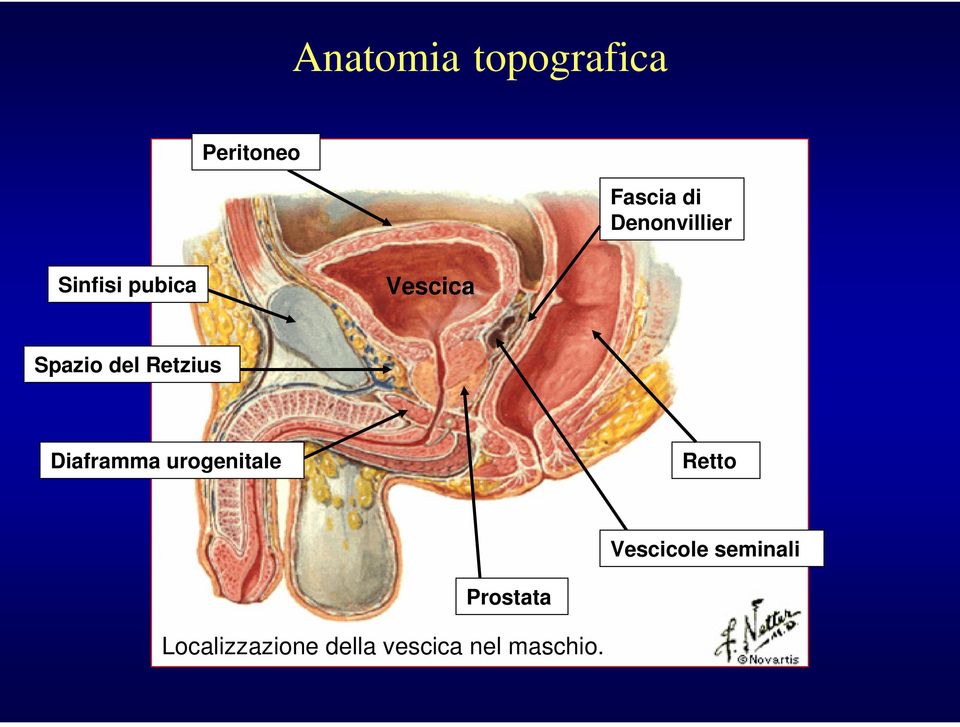 Retzius Diaframma urogenitale Retto Vescicole