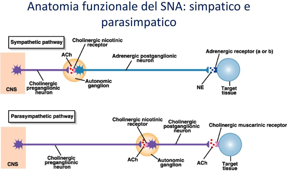 (simpatico colinergico) Sinapsi tra fibre pregangliari e fibre postgangliari Simpatico Parasimpatico Innervazione della midollare surrenale Liberazione di