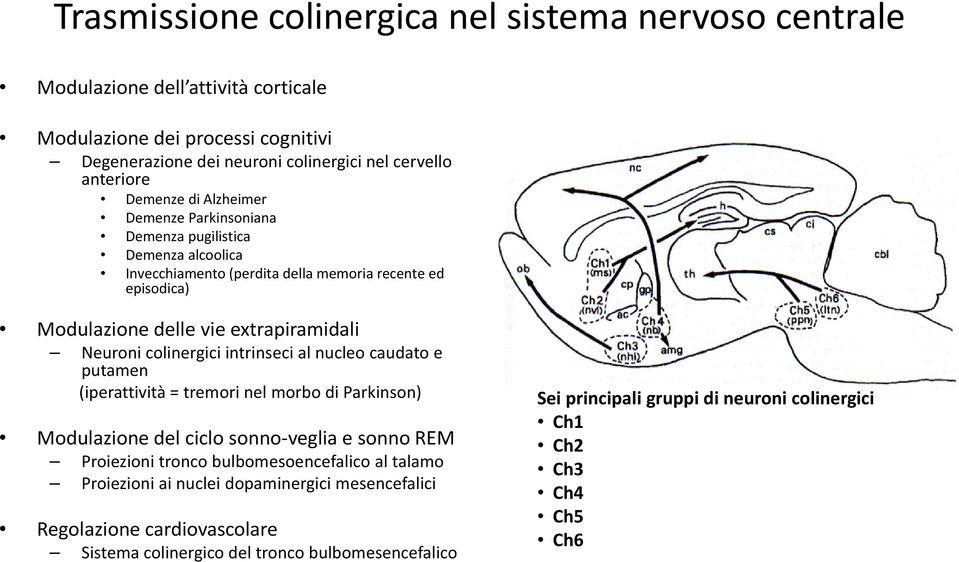colinergici intrinseci al nucleo caudato e putamen (iperattività = tremori nel morbo di Parkinson) Modulazione del ciclo sonno-veglia e sonno REM Proiezioni tronco bulbomesoencefalico al