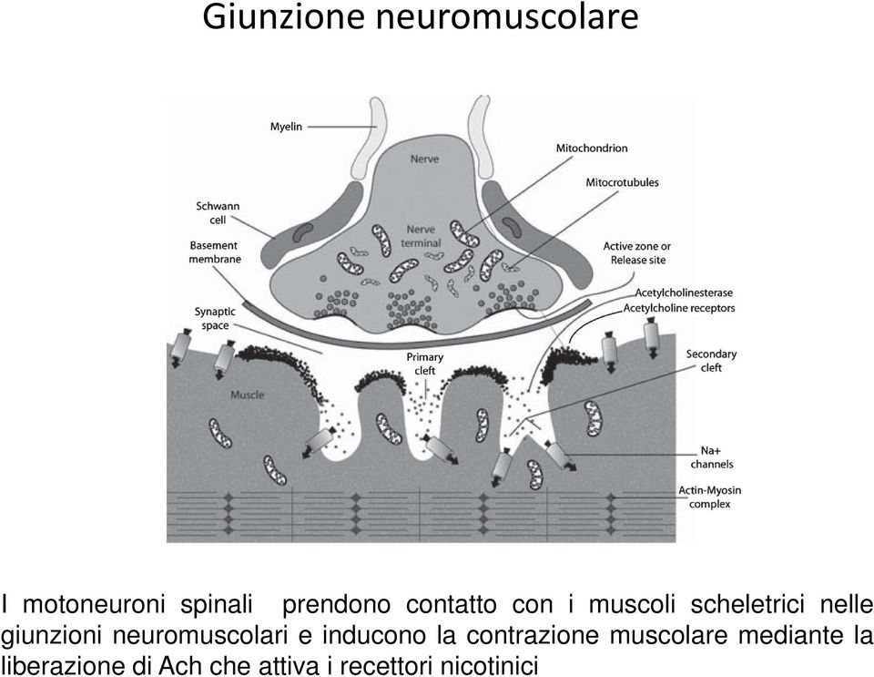 neuromuscolari e inducono la contrazione muscolare