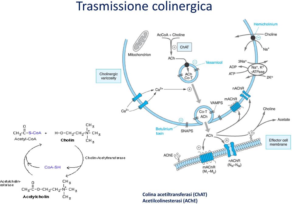 acetiltransferasi