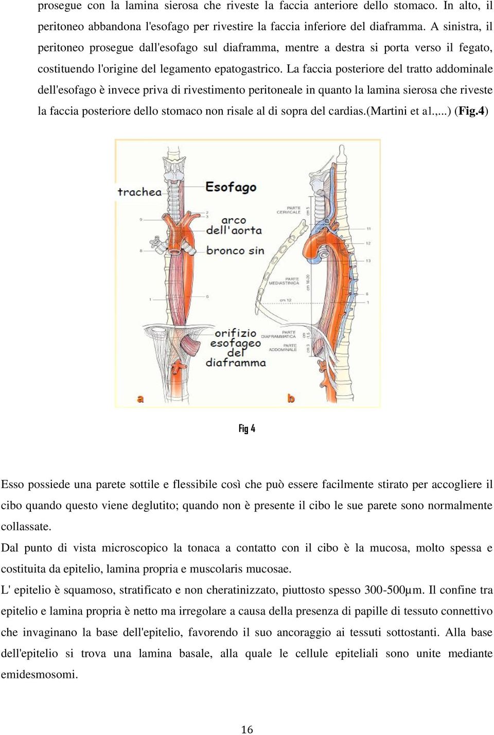 La faccia posteriore del tratto addominale dell'esofago è invece priva di rivestimento peritoneale in quanto la lamina sierosa che riveste la faccia posteriore dello stomaco non risale al di sopra