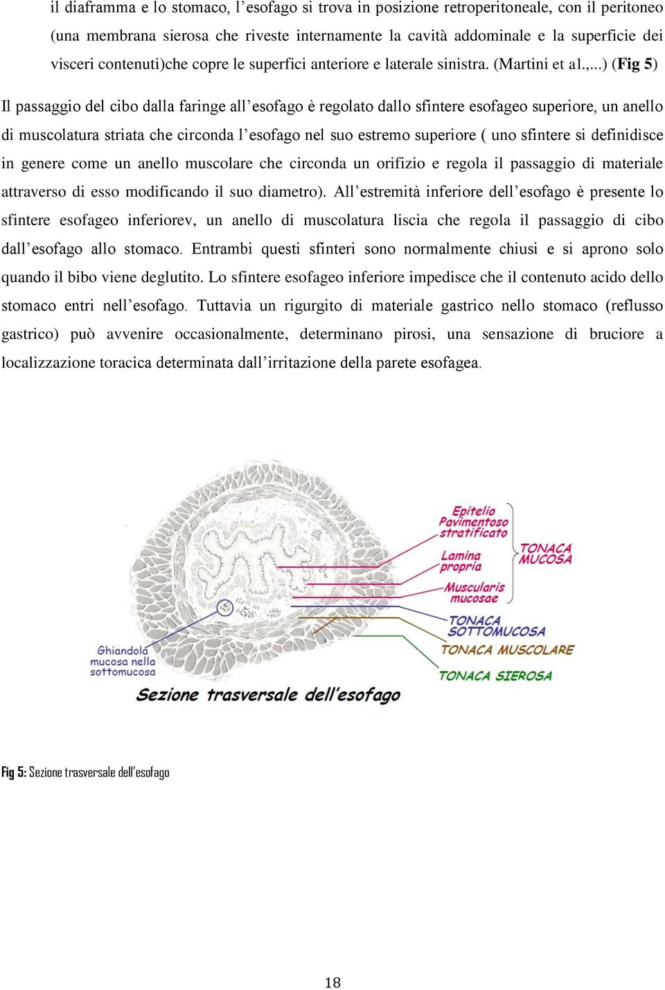 ..) (Fig 5) Il passaggio del cibo dalla faringe all esofago è regolato dallo sfintere esofageo superiore, un anello di muscolatura striata che circonda l esofago nel suo estremo superiore ( uno