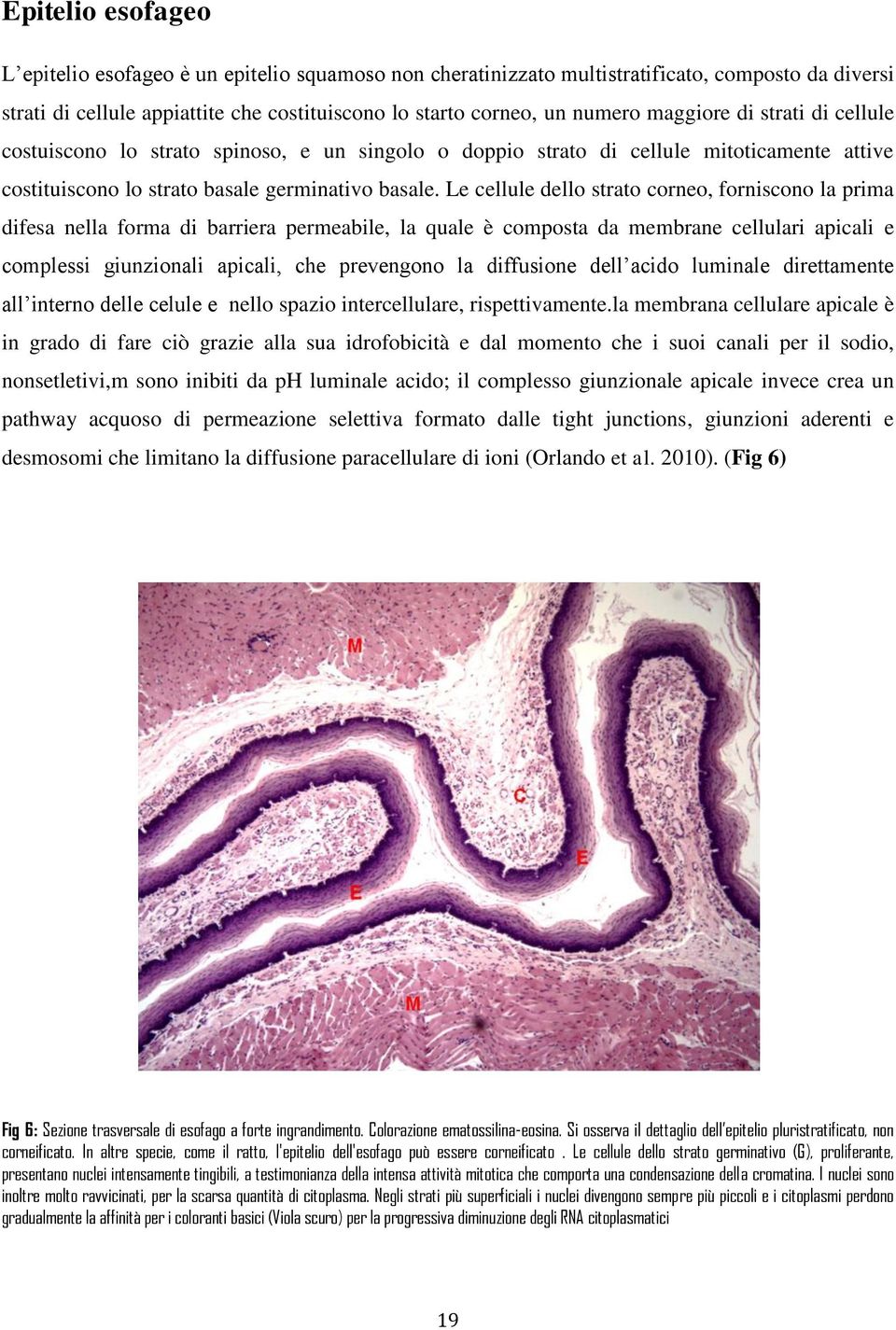 Le cellule dello strato corneo, forniscono la prima difesa nella forma di barriera permeabile, la quale è composta da membrane cellulari apicali e complessi giunzionali apicali, che prevengono la