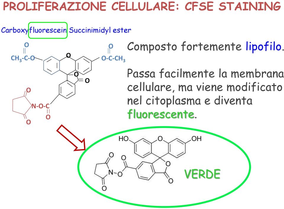 lipofilo.