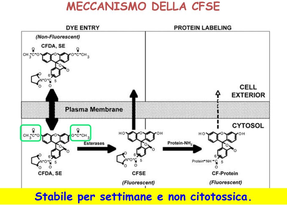 Stabile per