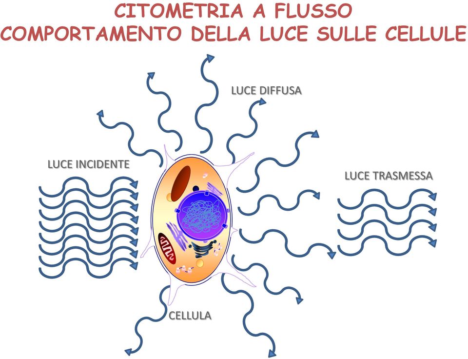 SULLE CELLULE LUCE DIFFUSA