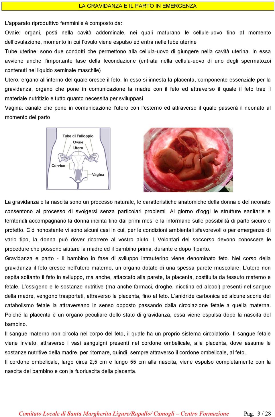 In essa avviene anche l importante fase della fecondazione (entrata nella cellula-uovo di uno degli spermatozoi contenuti nel liquido seminale maschile) Utero: ergano all interno del quale cresce il