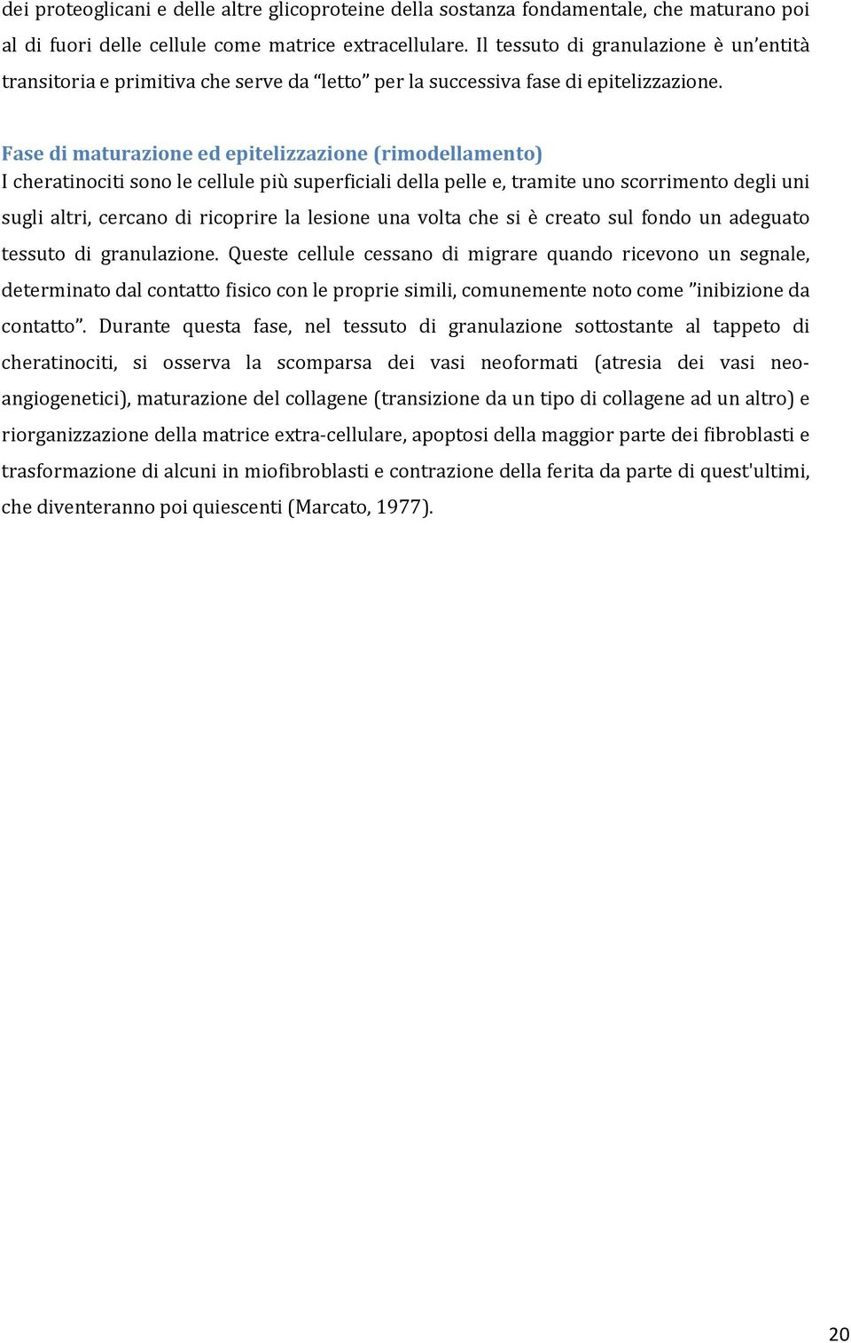 Fase di maturazione ed epitelizzazione (rimodellamento) I cheratinociti sono le cellule più superficiali della pelle e, tramite uno scorrimento degli uni sugli altri, cercano di ricoprire la lesione