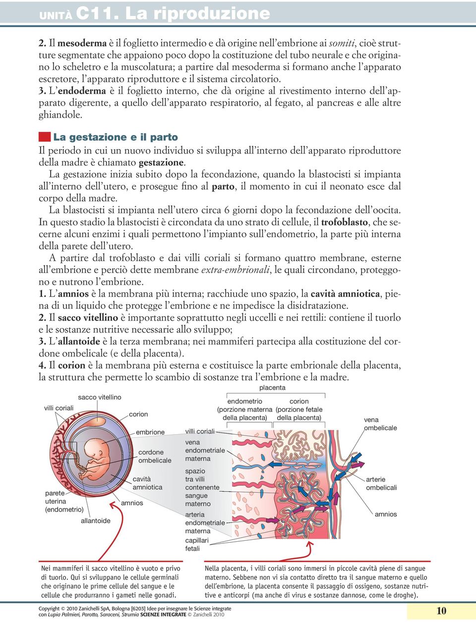 L endoderma è il foglietto interno, che dà origine al rivestimento interno dell apparato digerente, a quello dell apparato respiratorio, al fegato, al pancreas e alle altre ghiandole.