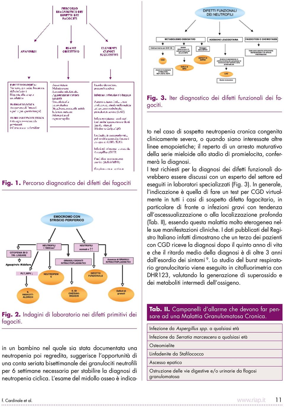 neutrofili per 6 settimane necessaria per stabilire la diagnosi di neutropenia ciclica.