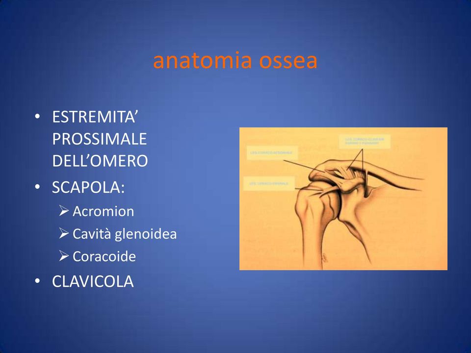 SCAPOLA: Acromion Cavità