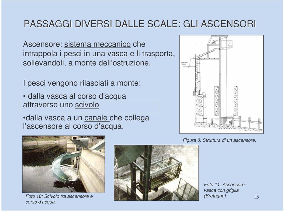 I pesci vengono rilasciati a monte: dalla vasca al corso d acqua attraverso uno scivolo dalla vasca a un canale