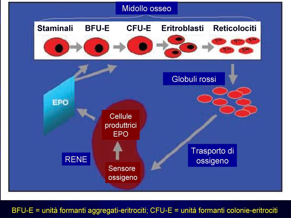 Sensore ossigeno Trasporto di ossigeno BFU-E = unità