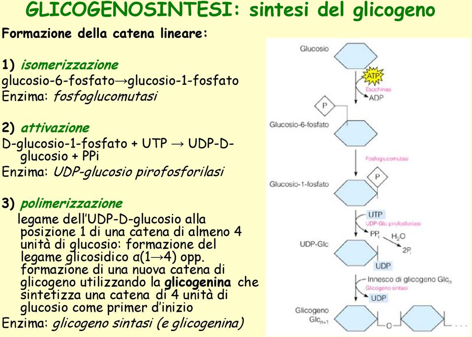 UDP-D-glucosio alla posizione 1 di una catena di almeno 4 unità di glucosio: formazione del legame glicosidico α(1 4) opp.