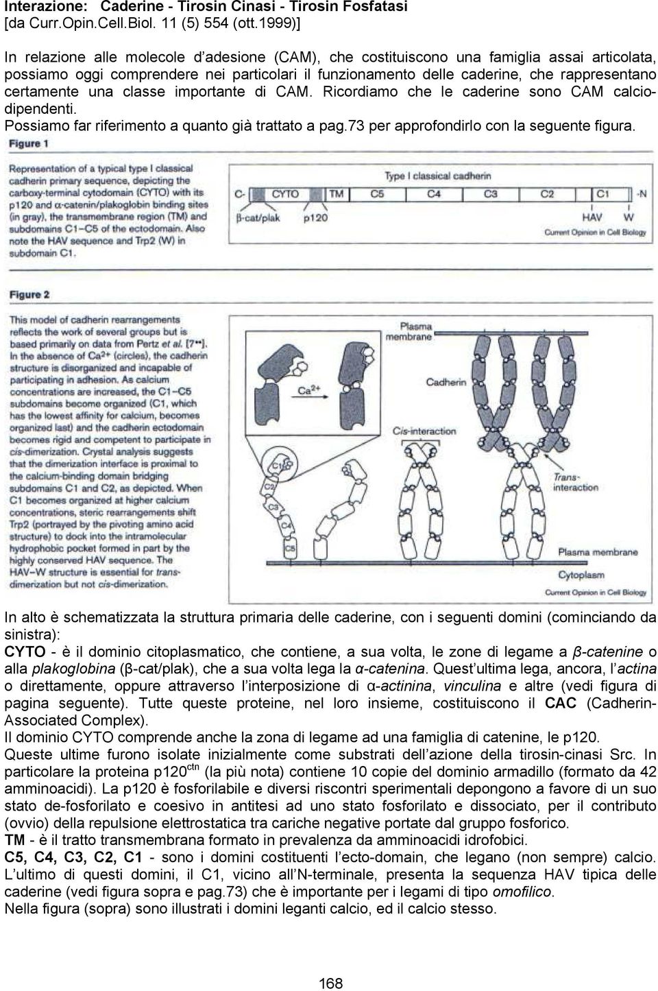 certamente una classe importante di CAM. Ricordiamo che le caderine sono CAM calciodipendenti. Possiamo far riferimento a quanto già trattato a pag.73 per approfondirlo con la seguente figura.