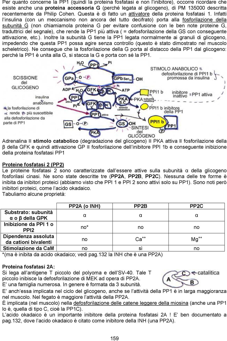 Infatti l insulina (con un meccanismo non ancora del tutto decifrato) porta alla fosforilazione della subunità G (non chiamiamola proteina G per evitare confusione con le ben note proteine G,