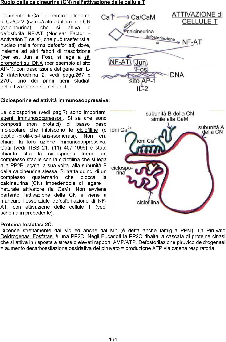 Jun e Fos), si lega a siti promotori sul DNA (per esempio al sito AP-1), con trascrizione del gene per IL- 2 (Interleuchina 2; vedi pagg.