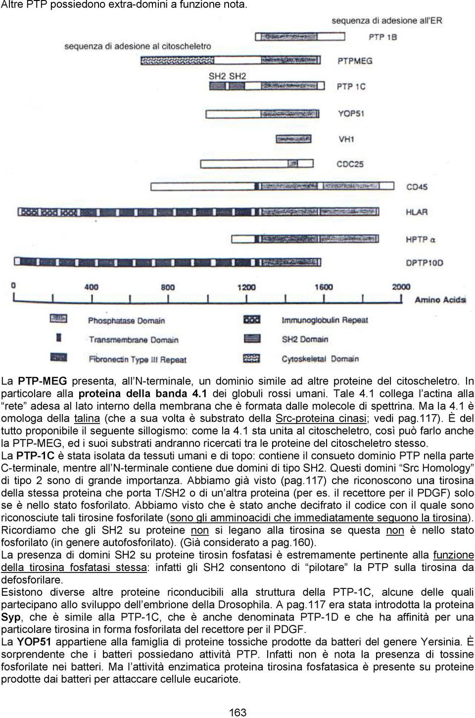 1 è omologa della talina (che a sua volta è substrato della Src-proteina cinasi; vedi pag.117). È del tutto proponibile il seguente sillogismo: come la 4.