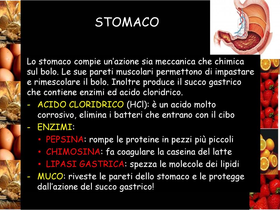 Inoltre produce il succo gastrico che contiene enzimi ed acido cloridrico.