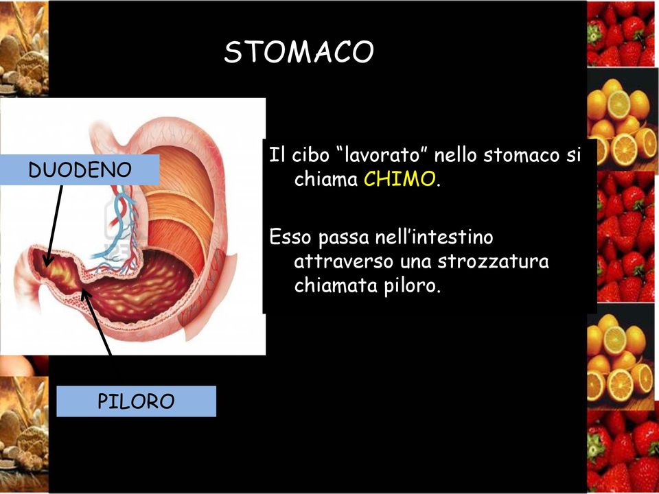 Esso passa nell intestino